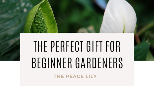 The Perfect Gift for Beginner Gardeners: The Peace Lily