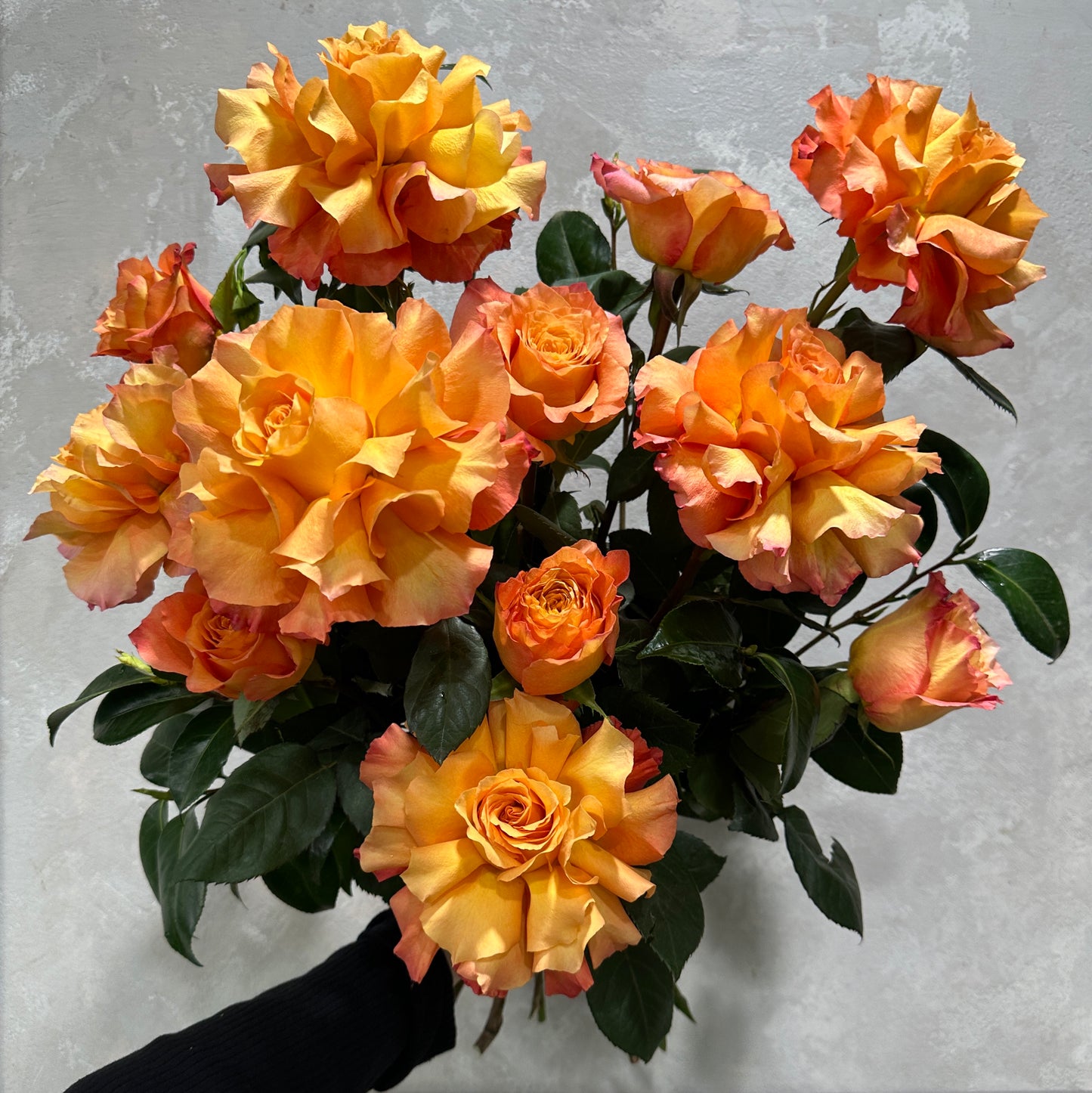 A hand holding a Freespirit Bud + Bloom Rose Bouquet by Flowers on Norton St, featuring orange roses with green leaves on a light textured backdrop; the roses range from partially opened to fully bloomed, creating an elegant display. The sleeve of the hand holding it is dark.