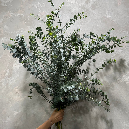 A hand holds a large bouquet of *Eucalyptus Gum* by *Flowers on Norton St* against a textured gray wall, their round green leaves fanned out with natural elegance. Infusing the scene with Aussie cheer, the gum adds an earthy charm that speaks to the beauty of native flora.