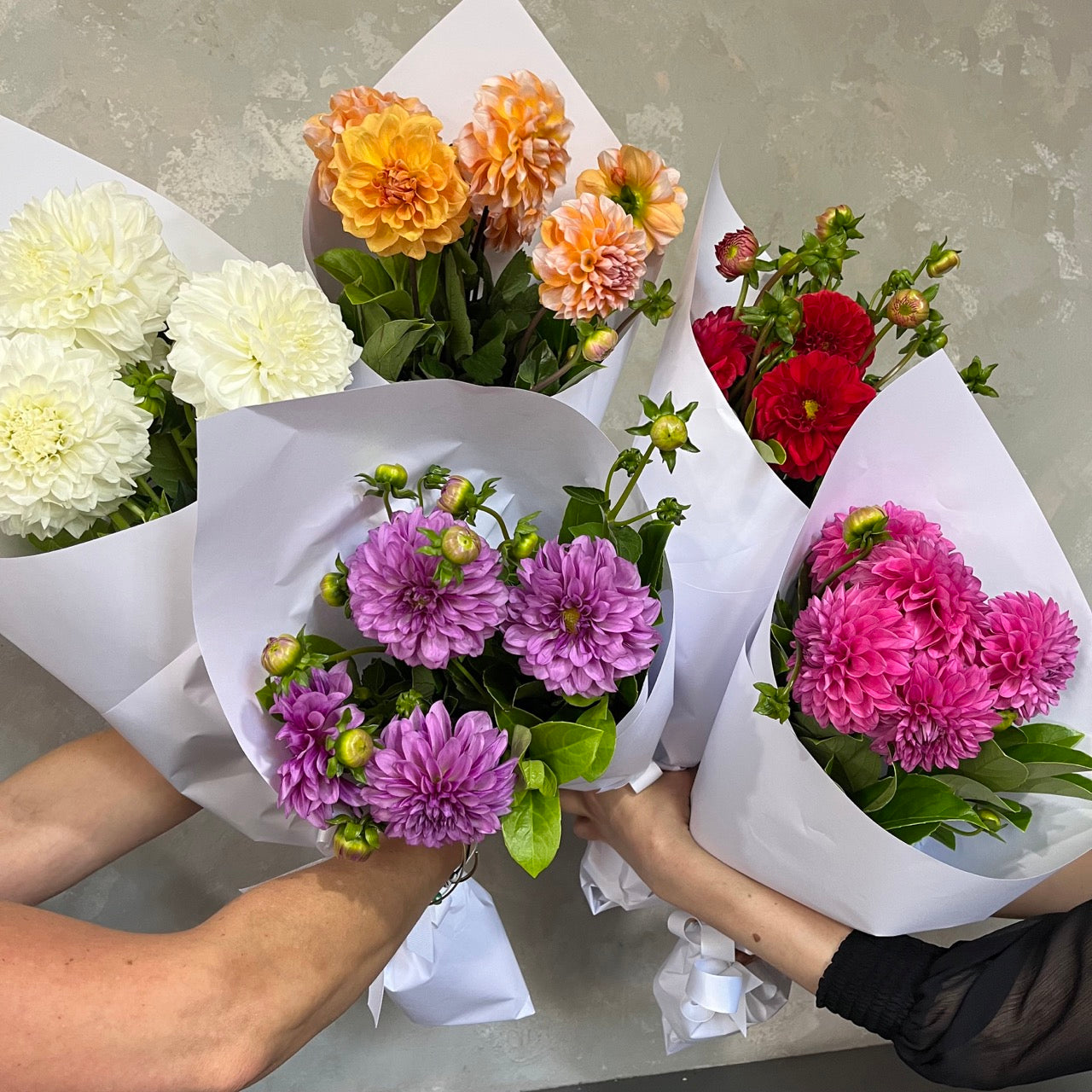 Four bouquets of Dahlia Delight wedding flowers are displayed against a gray background. The stunning arrangements, showcasing Dahlias in white, orange, red, and purple shades, are elegantly wrapped in white paper. Two people's hands are seen gently holding this exquisite collection from Flowers on Norton St.