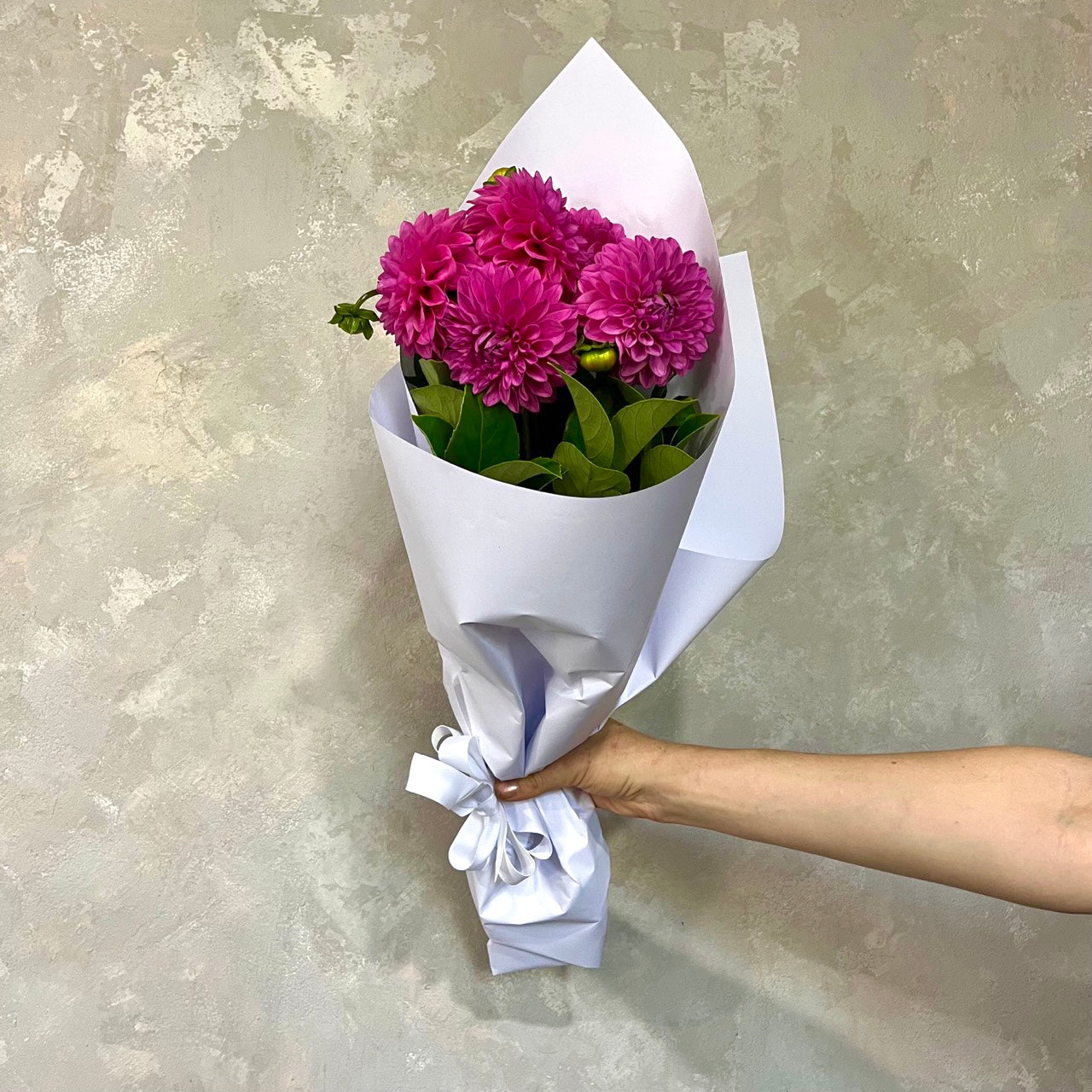 A hand holds a bouquet of the DAHLIA SPECIAL from Flowers on Norton St, featuring vibrant pink dahlias wrapped in white paper, set against a textured, light gray wall. These stunning summer flowers add an elegant touch to any occasion.