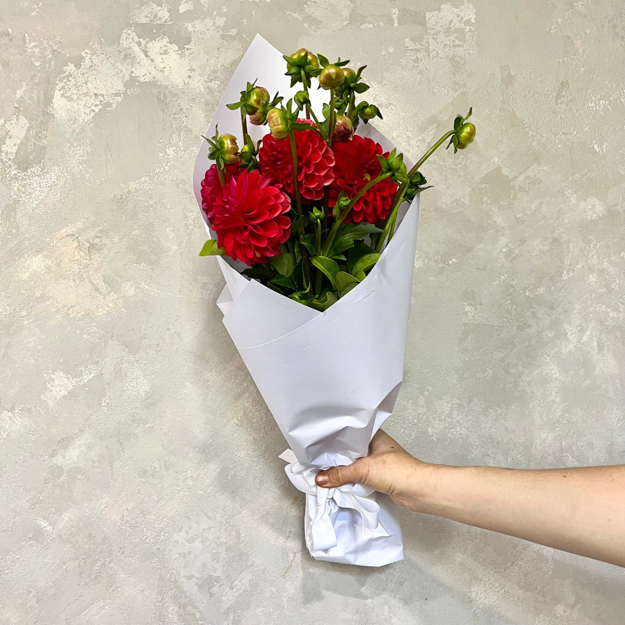 A hand holds a bouquet of vibrant red Dahlias from Flowers on Norton St, beautifully wrapped in white paper against a textured light gray background, making the Dahlia Delight the perfect choice for a wedding flower arrangement.