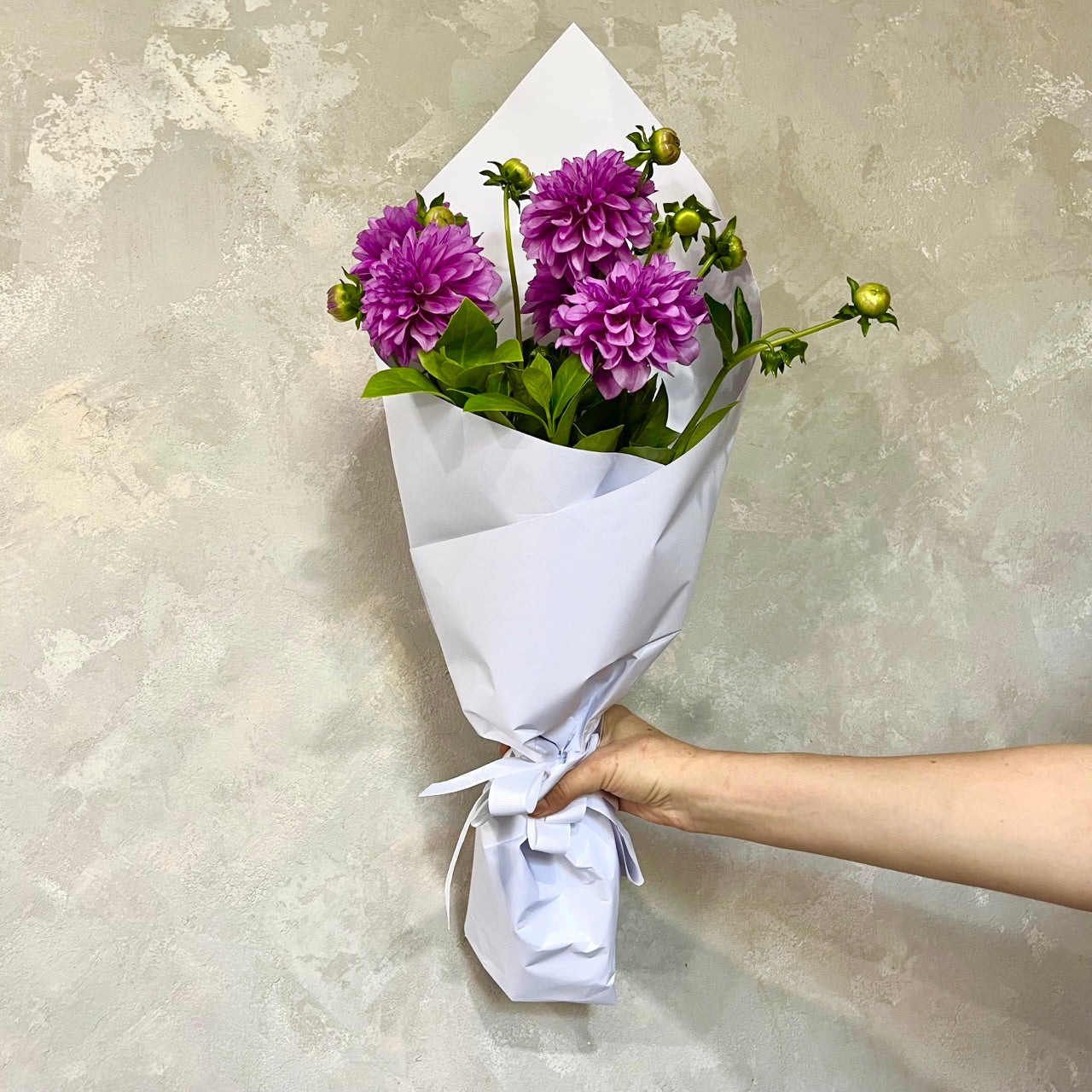 The Dahlia Delight by Flowers on Norton St is held in a hand, showcasing a stunning wedding bouquet of purple dahlias wrapped in crisp white paper against a textured gray wall. This bouquet, perfect for any celebration, includes lush green leaves and small unopened buds.