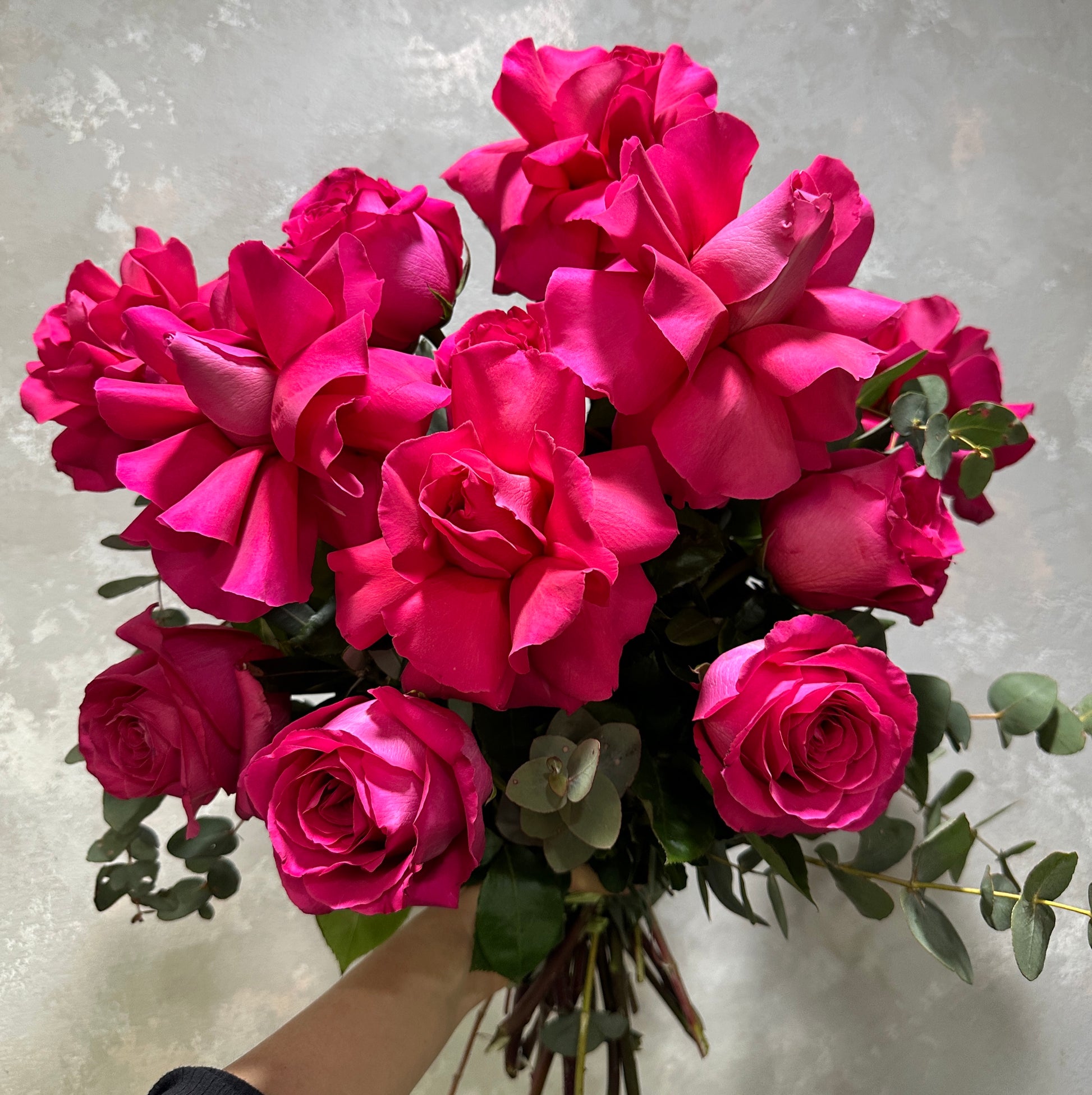 A hand holds a Gotcha Bud + Bloom Rose Bouquet by Flowers on Norton St, featuring vibrant hot pink roses against a textured gray background. Large blooms with green eucalyptus leaves create an exquisite sensory experience sure to captivate the senses.