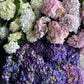 The Hydrangea Bunches from Flowers on Norton St present a vibrant display cherished by growers, featuring clusters of creamy white, soft pink, and rich purple flowers, all surrounded by lush green leaves.