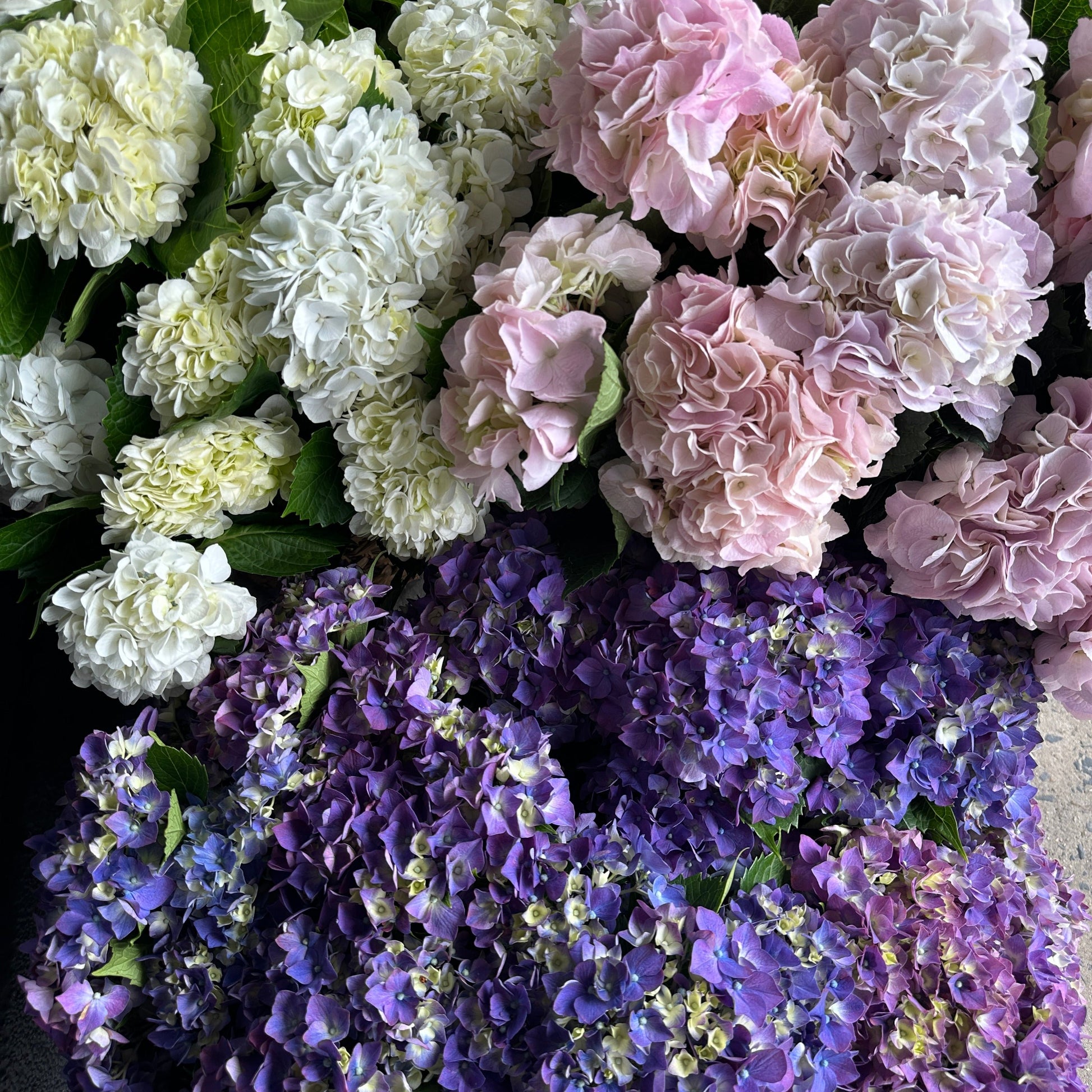 The Hydrangea Bunches from Flowers on Norton St present a vibrant display cherished by growers, featuring clusters of creamy white, soft pink, and rich purple flowers, all surrounded by lush green leaves.