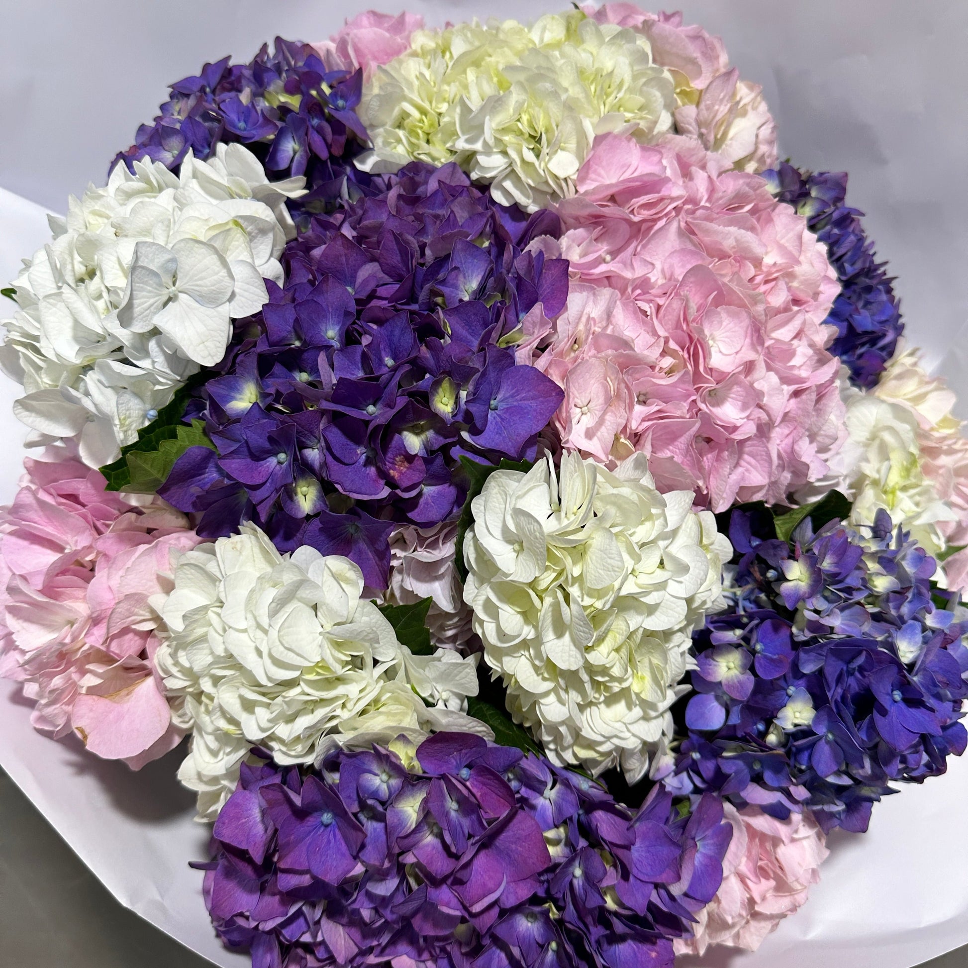 An expertly arranged Hydrangea Bunches by Flowers on Norton St features clusters of purple, white, and pink flowers against a plain white background. These blooms are enhanced with Chrysal Glory spray to maintain their freshness and beauty.