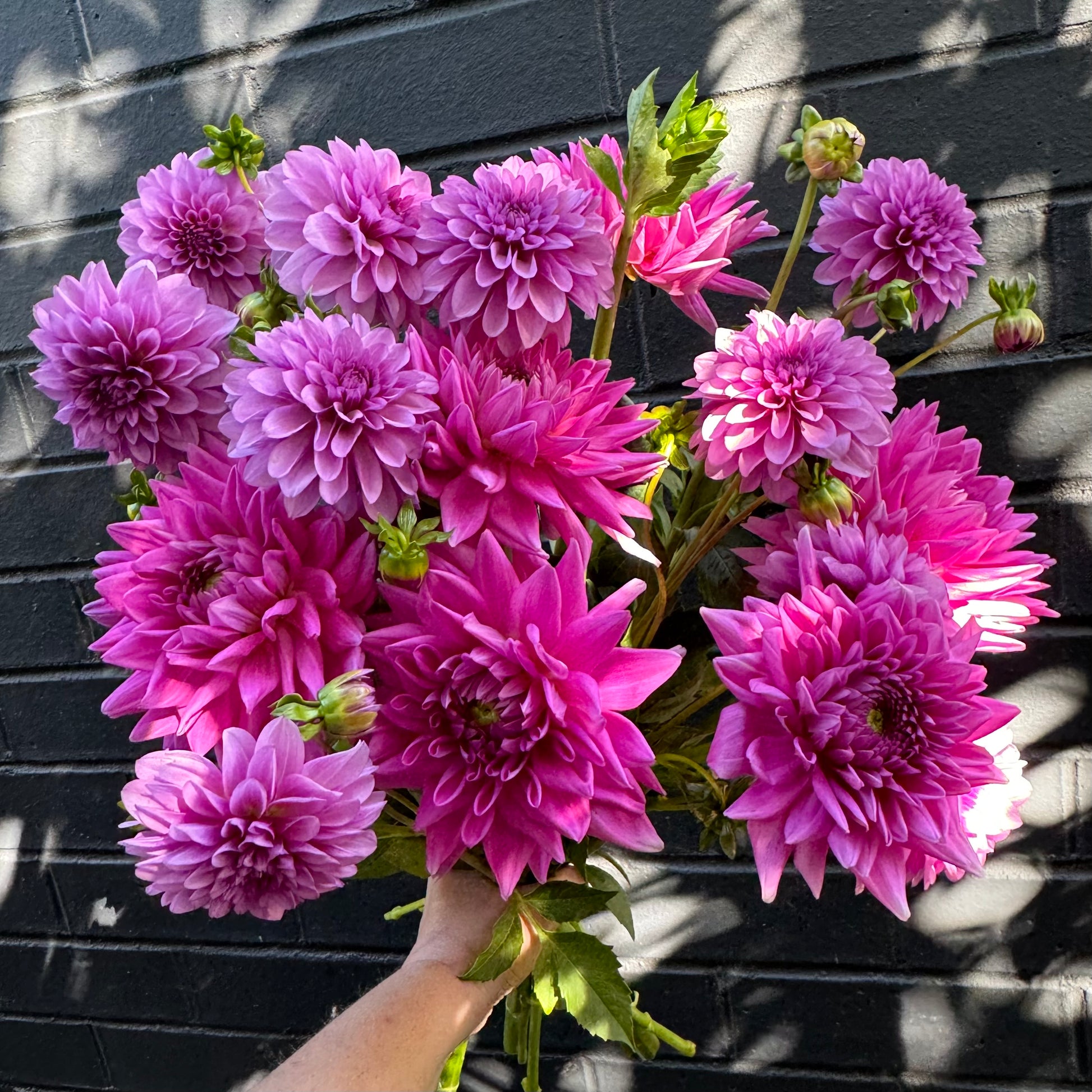 A person holds the vibrant "Dahlia Delight" wedding bouquet by Flowers on Norton St against a dark brick wall with dappled sunlight. The blooms are fully opened, revealing layers of lush pink petals.