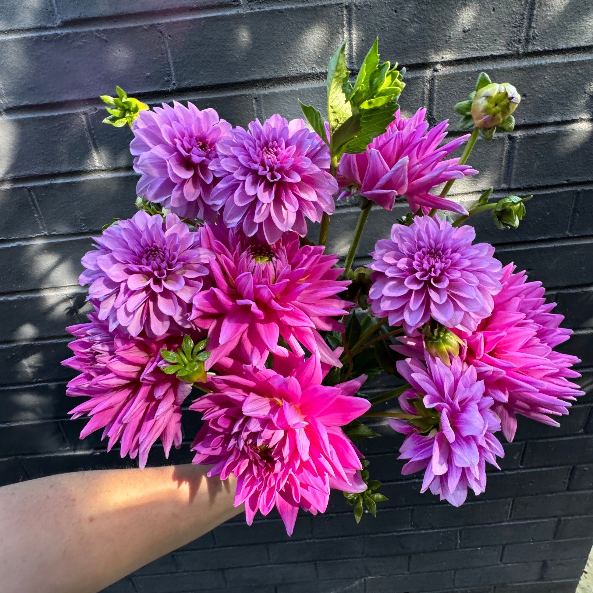 A bouquet of Dahlia Delight from Flowers on Norton St, ideal for weddings, is held against a dark gray brick wall. Sunlight dances across the bricks, highlighting the rich colors of the blooms in the person's hand.