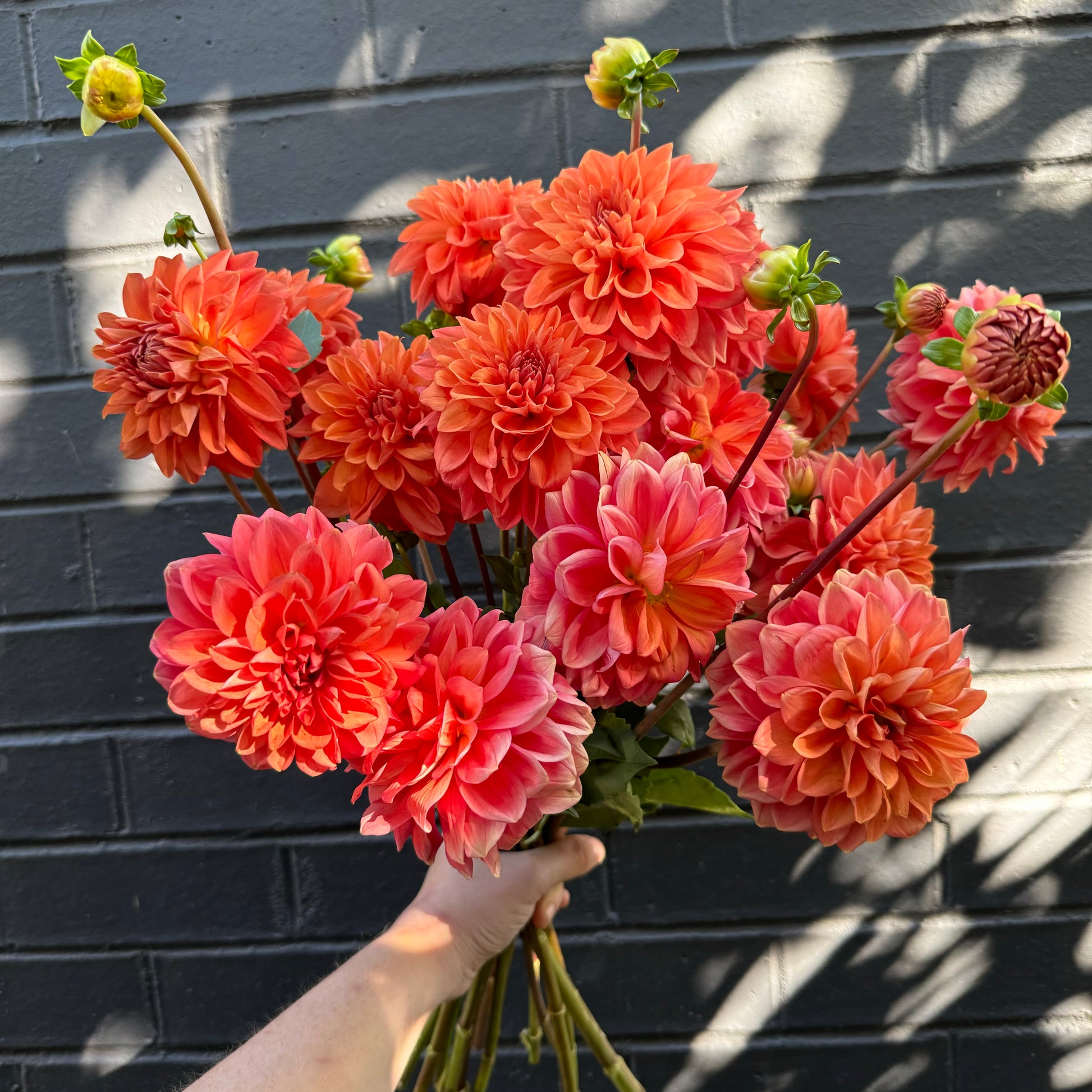 In front of a dark gray brick wall, a person presents the Dahlia Delight from Flowers on Norton St—a striking bouquet of orange and pink dahlias ideal for weddings. The scene is enriched by leaf shadows cast upon the wall.