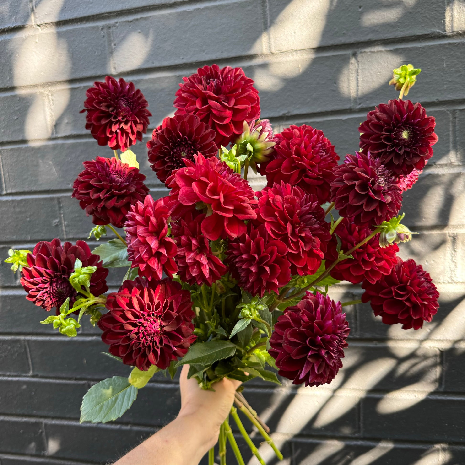 A hand holding a bouquet from the Dahlia Delight collection by Flowers on Norton St.