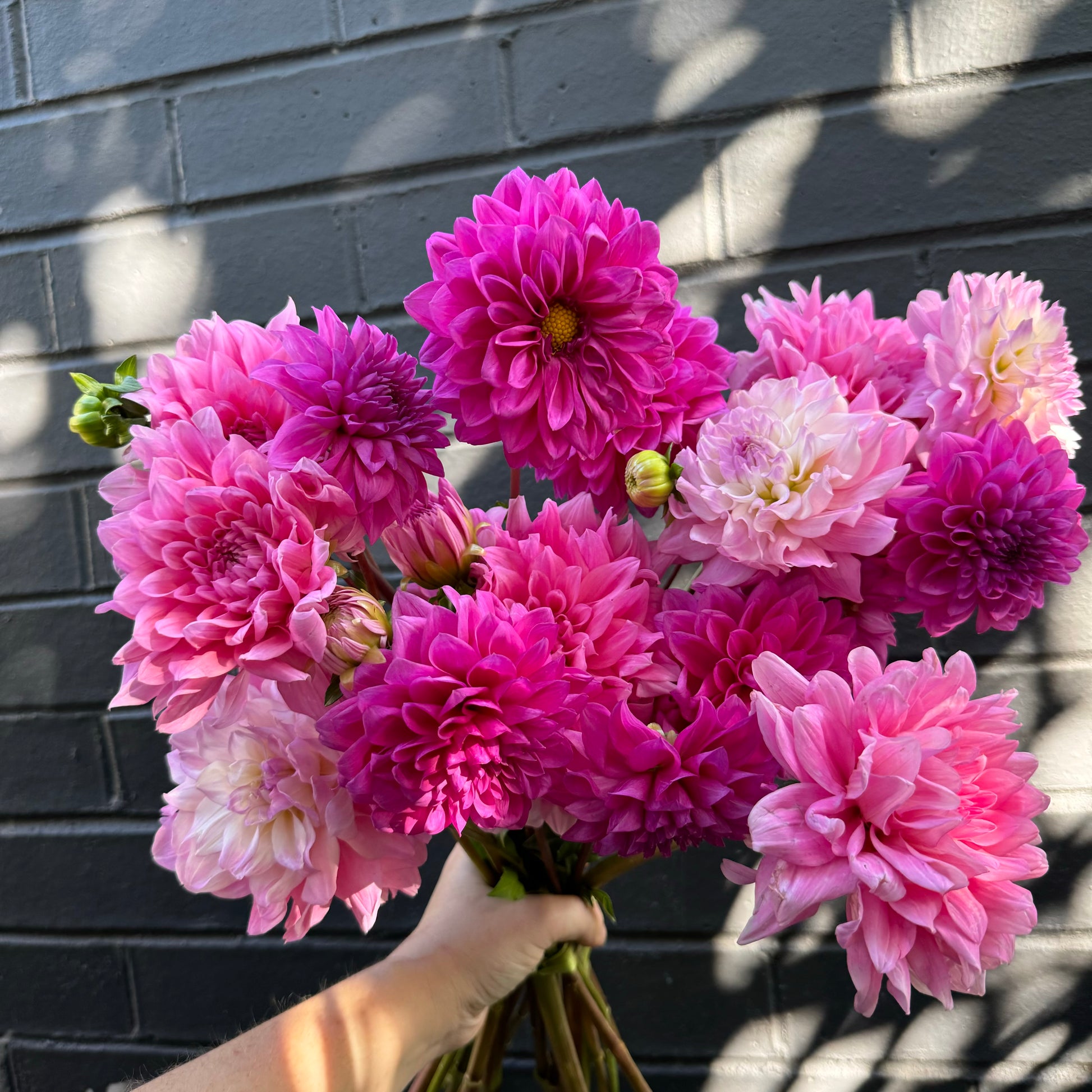 A hand clutches the Dahlia Delight wedding bouquet from Flowers on Norton St., featuring vibrant pink and purple dahlias, against a dark brick wall, with dappled sunlight casting soft shadows.