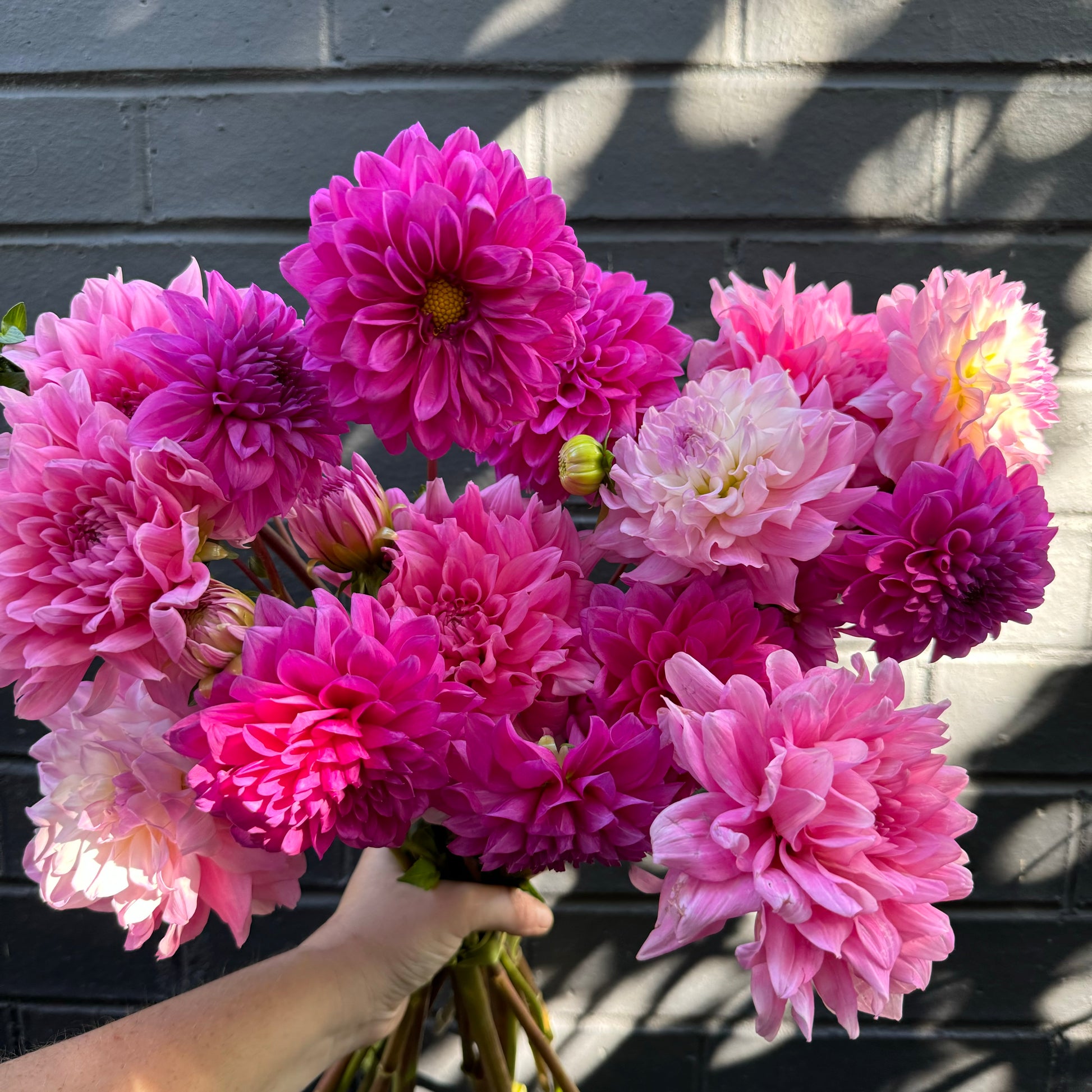 A person holds the Dahlia Delight wedding bouquet from Flowers on Norton St against a dark gray brick wall. Sunlight creates playful shadows, accentuating the vibrant pink and purple petals.