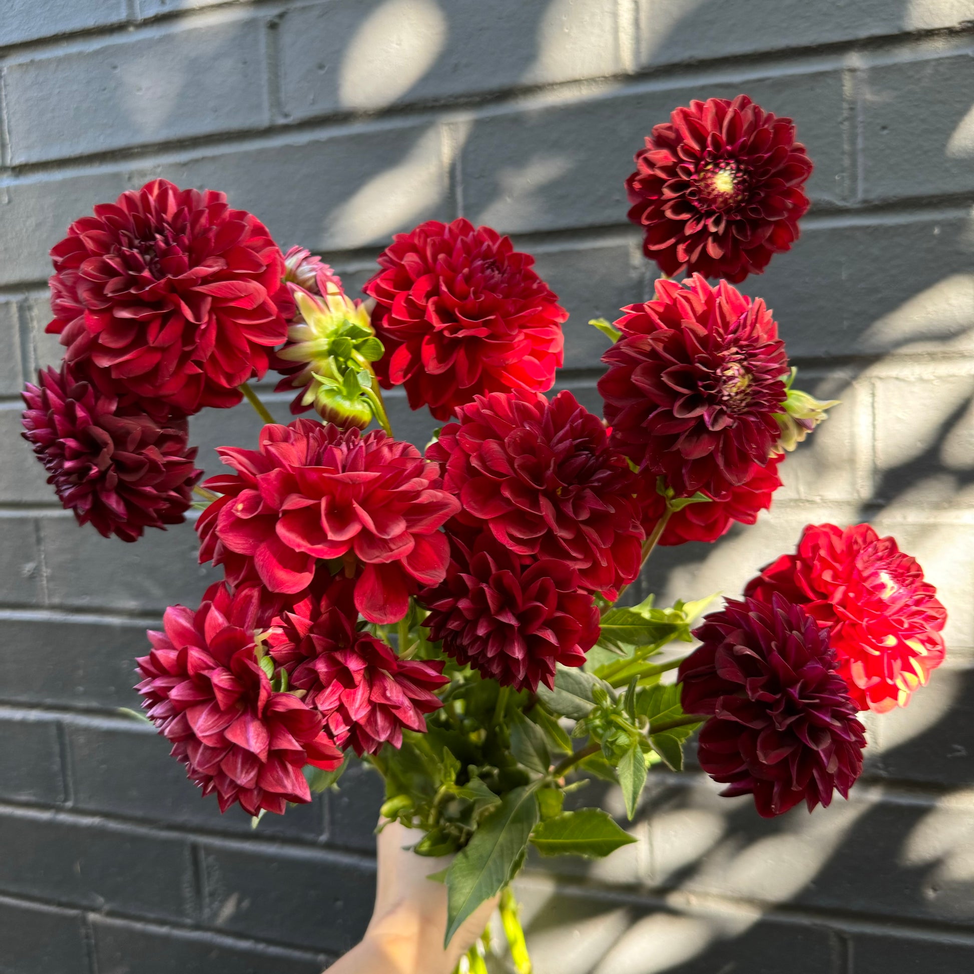 In front of a gray brick wall, a radiant "Dahlia Delight" bouquet with lush green stems from Flowers on Norton St is elegantly displayed. Sunlight casts gentle shadows, highlighting the timeless charm of this classic wedding bloom.