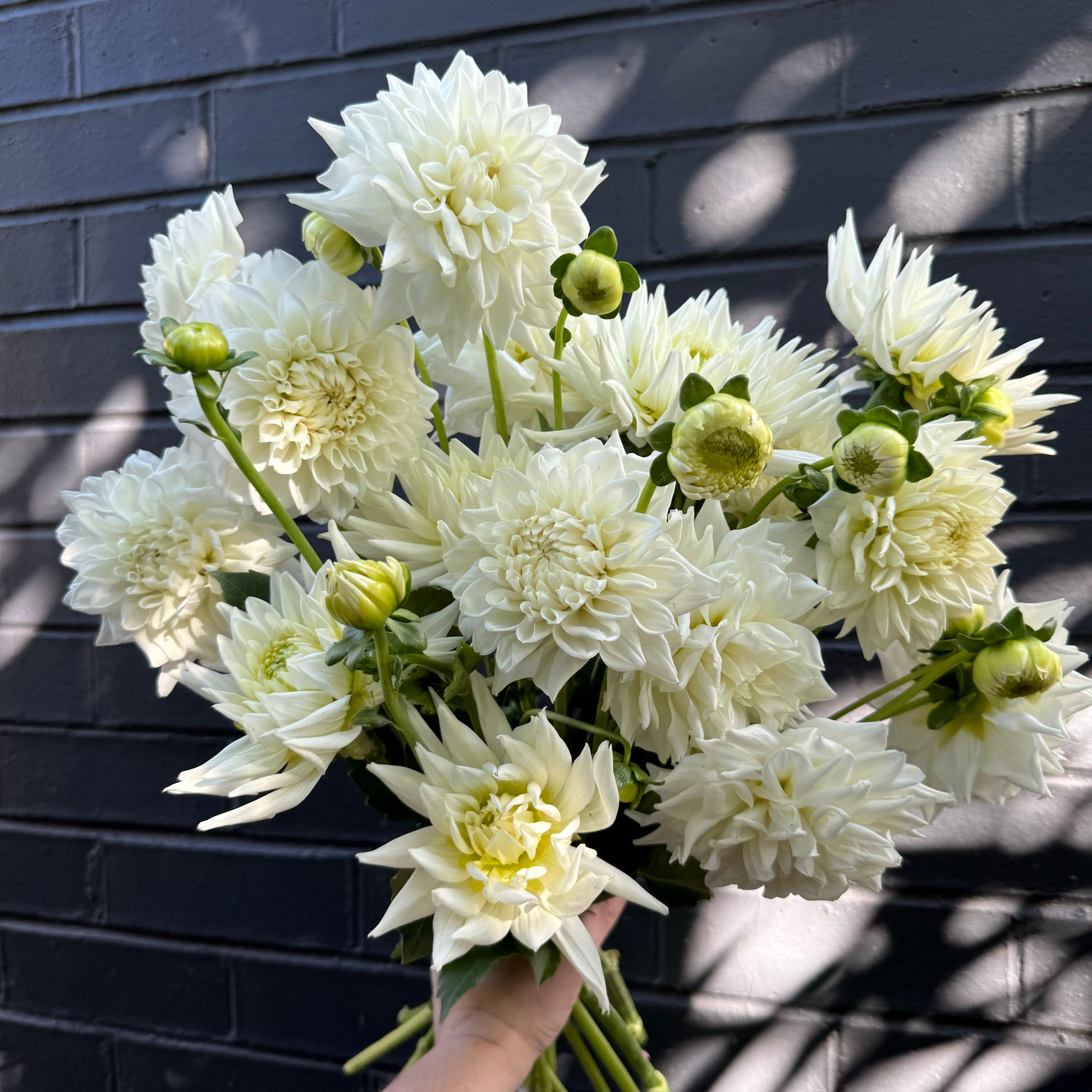 A hand holds a bouquet of "Dahlia Delight" from Flowers on Norton St against a dark brick wall. Sunlight casts soft shadows, highlighting the intricate petals and green buds of the wedding flower.