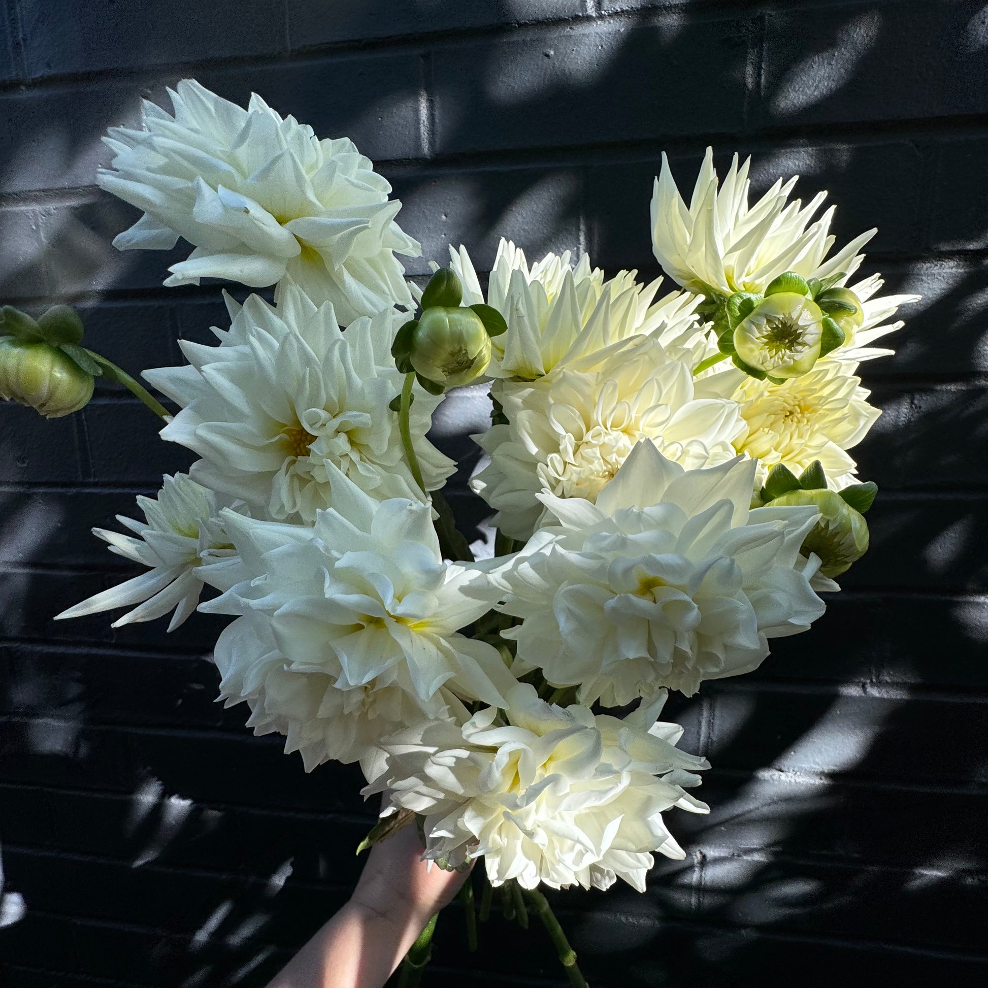 A hand displays the breathtaking "Dahlia Delight" wedding flower bouquet by Flowers on Norton St, featuring large, blooming white dahlias against a dark brick wall. The fully bloomed flowers are complemented by some green buds peeking through as soft shadows gracefully dance across the surface.