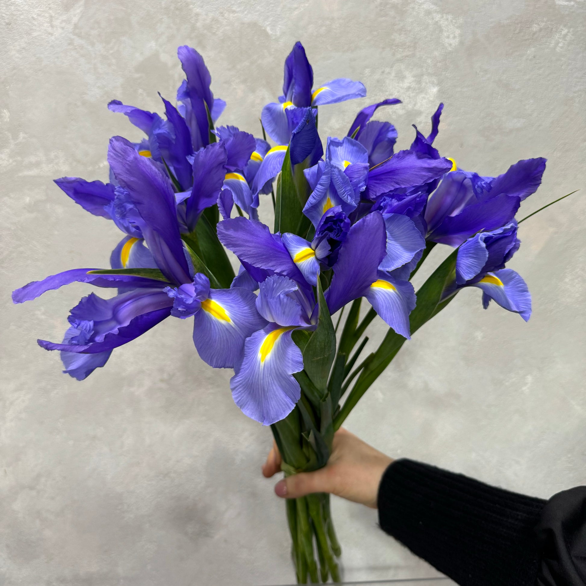 A hand holds the elegant Iris Flower Bunch from Flowers on Norton St, featuring vibrant purple irises with yellow accents and long green stems against a light gray background, creating a graceful bouquet.