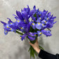 A hand elegantly holds a Flowers on Norton St Iris Flower Bunch, the vivid purple blooms with yellow centers contrasting beautifully against a textured gray backdrop.