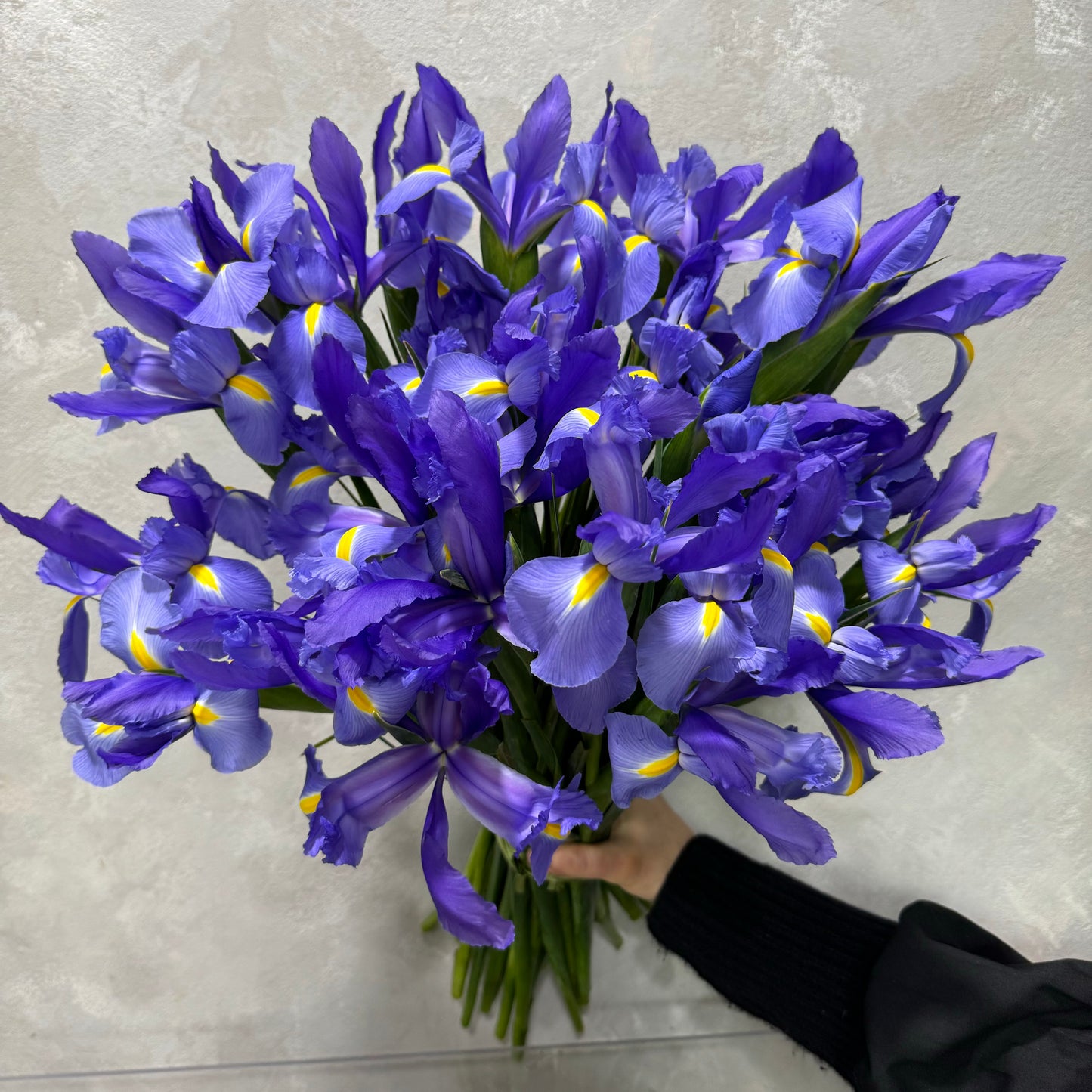 A person holds the elegant "Iris Flower Bunch" from Flowers on Norton St, featuring vibrant purple irises with yellow accents. The bright flowers pop against a light textured background, accompanied by the person's dark sleeve.