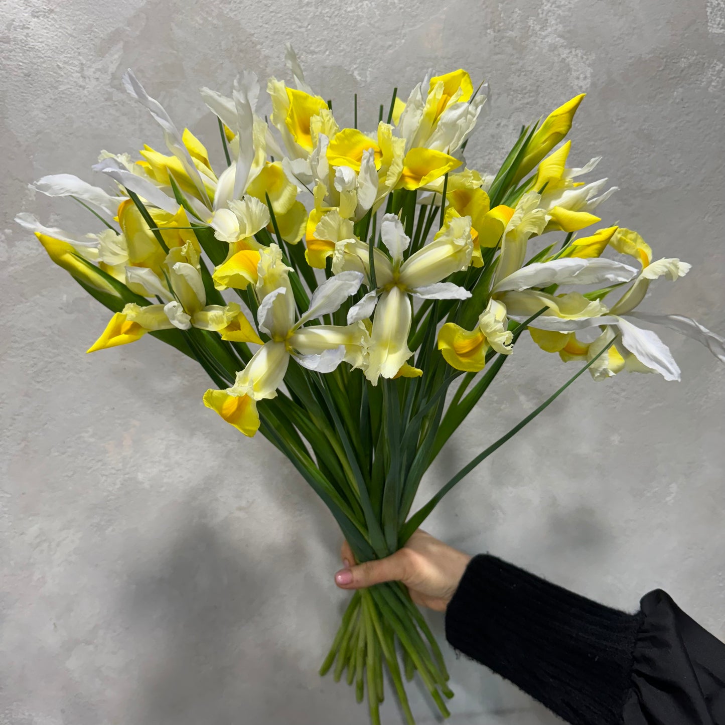 A hand gracefully holds an Iris Flower Bunch from Flowers on Norton St, featuring a vibrant bouquet of yellow and white iris flowers. The fresh blooms stand out against the textured gray background with their long green stems and lush petals.