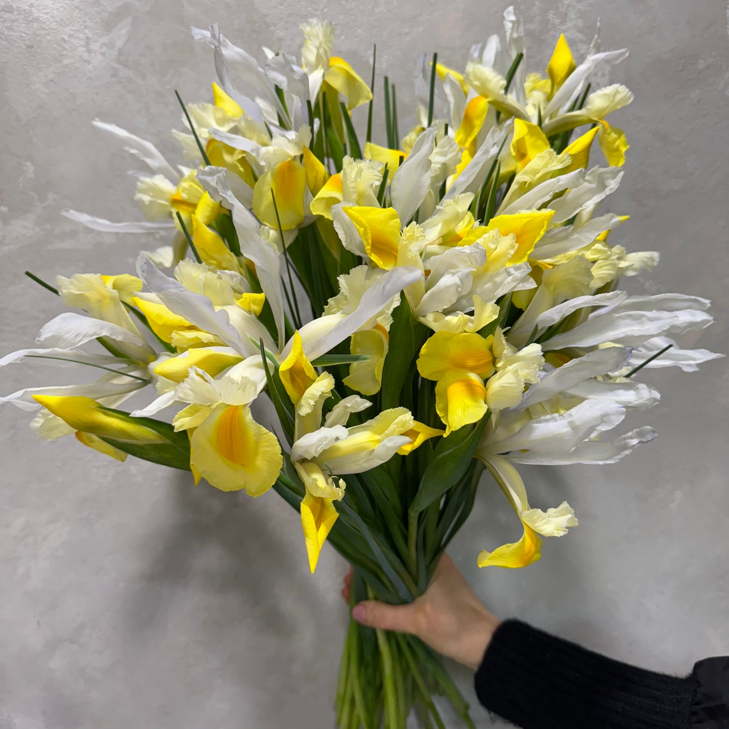 A hand elegantly holds an Iris Flower Bunch by Flowers on Norton St, showcasing a mix of white and yellow blooms against a light gray backdrop. The vivid yellow centers and elongated petals give the bouquet a lively, fresh appearance.