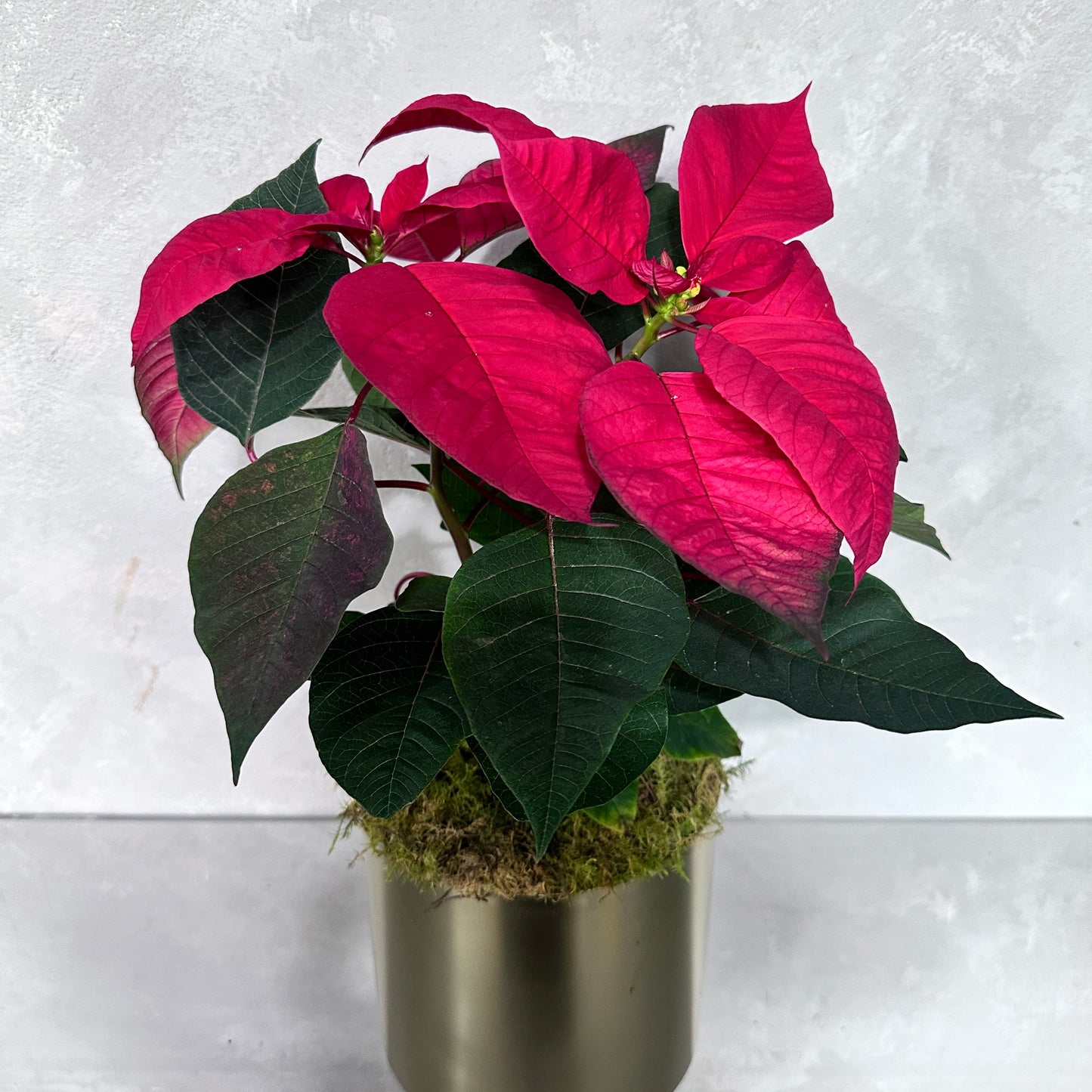 Poinsettia Plant