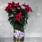 Poinsettia Plant