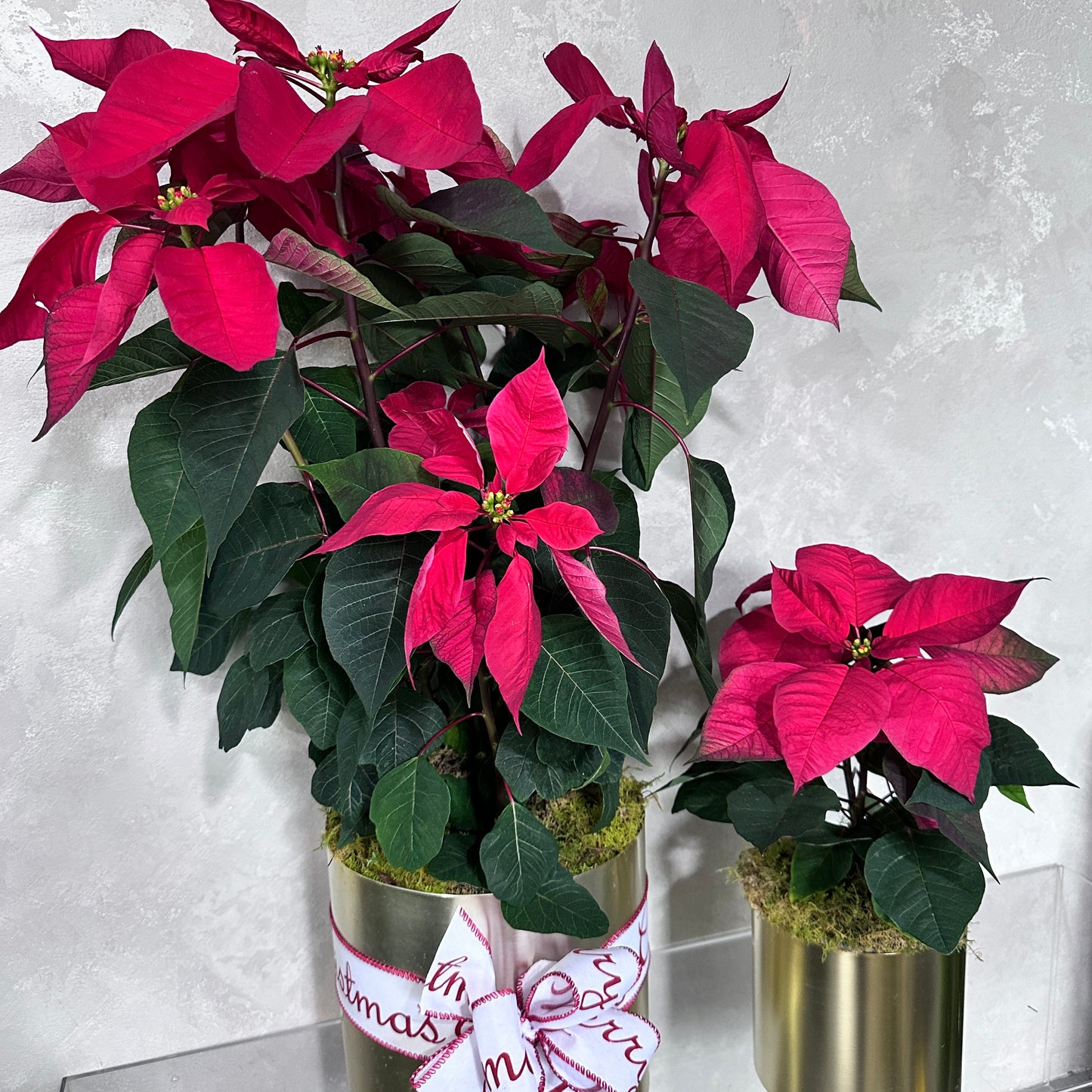 Poinsettia Plant