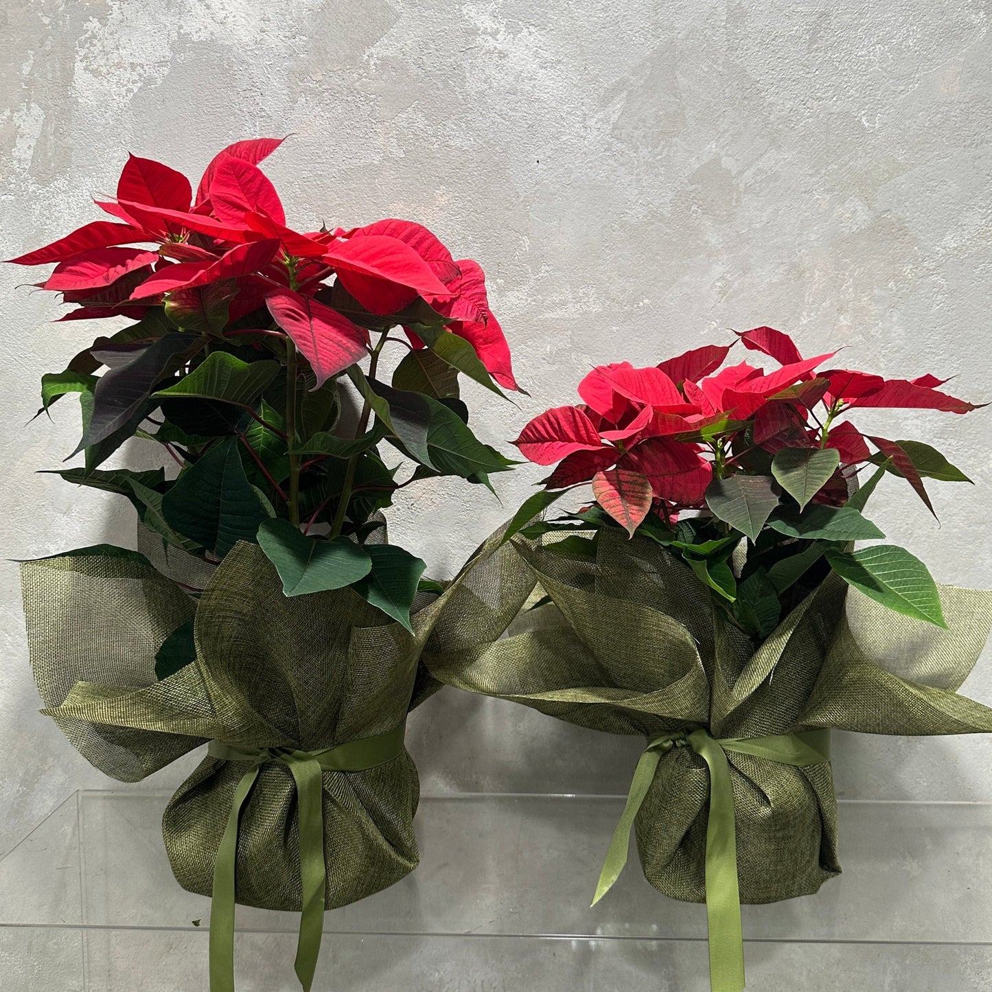 Two Poinsettia Plants from Flowers on Norton St, wrapped in green fabric with bows, are placed against a textured gray wall on a clear glass shelf, exuding holiday cheer and creating a festive Christmas celebration ambiance.