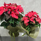 The Poinsettia Plant from Flowers on Norton St, wrapped in festive green burlap, features vibrant red leaves and lush green foliage. These two potted plants epitomize holiday joy, adding a touch of Christmas celebration against a light gray background.