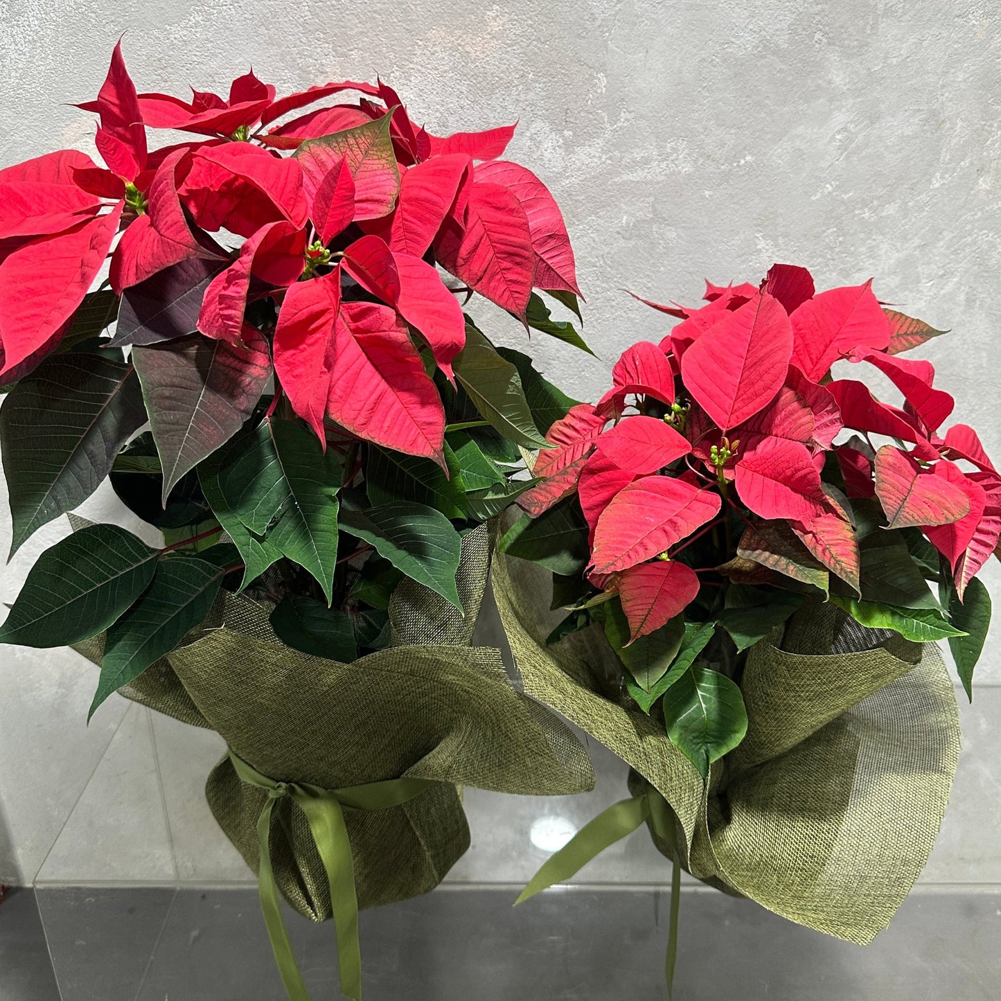 The Poinsettia Plant from Flowers on Norton St, wrapped in festive green burlap, features vibrant red leaves and lush green foliage. These two potted plants epitomize holiday joy, adding a touch of Christmas celebration against a light gray background.