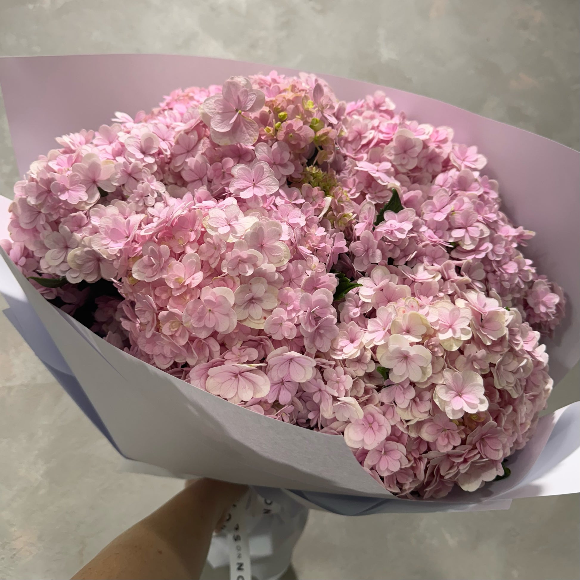 The "Hydrangea love" bouquet from FlowersonNortonSt, featuring light pink hydrangeas, is beautifully wrapped in white paper and set against a gray background, fresh from flower delivery Sydney.