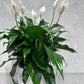 Peace Lily