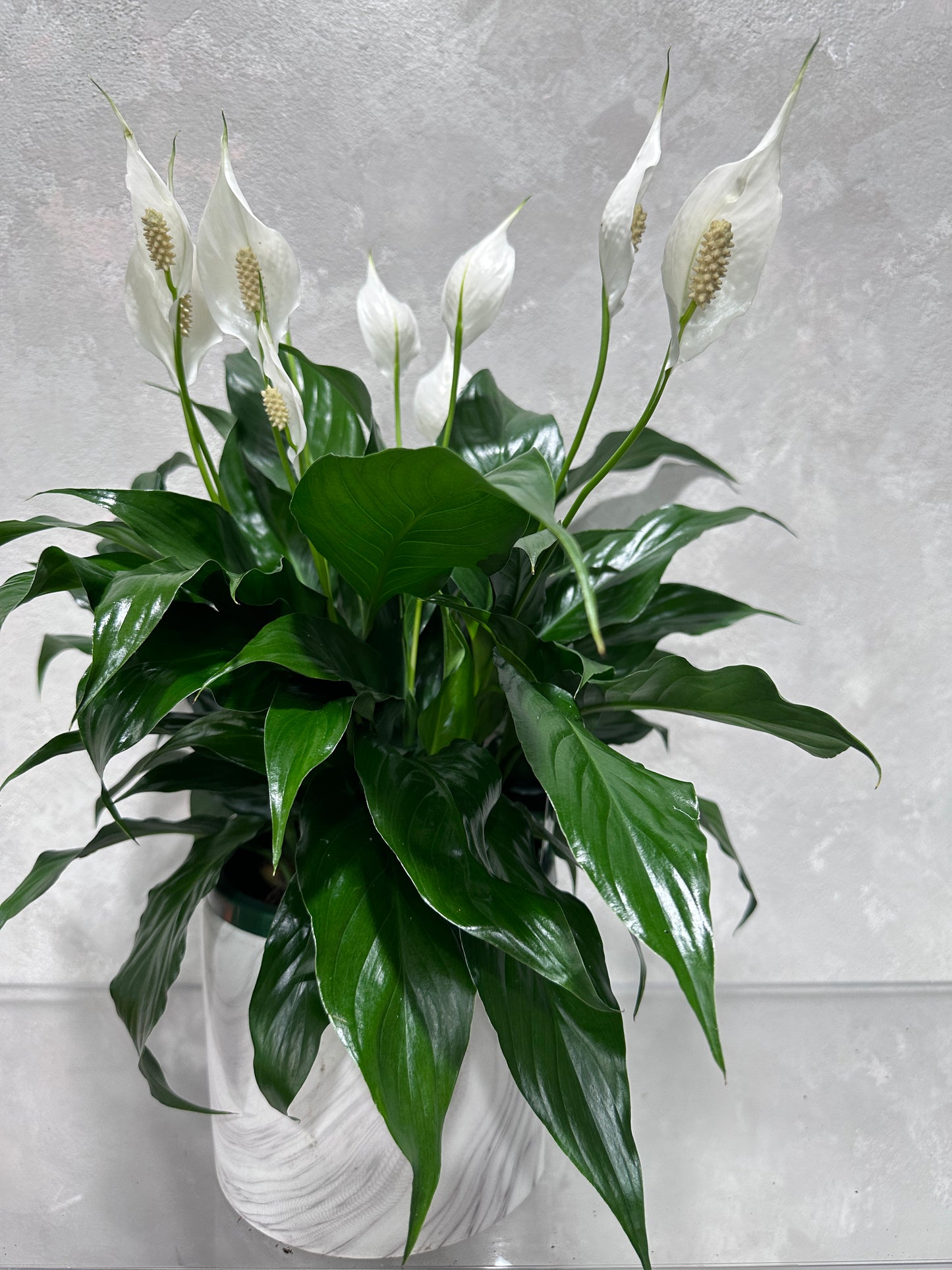 Peace Lily