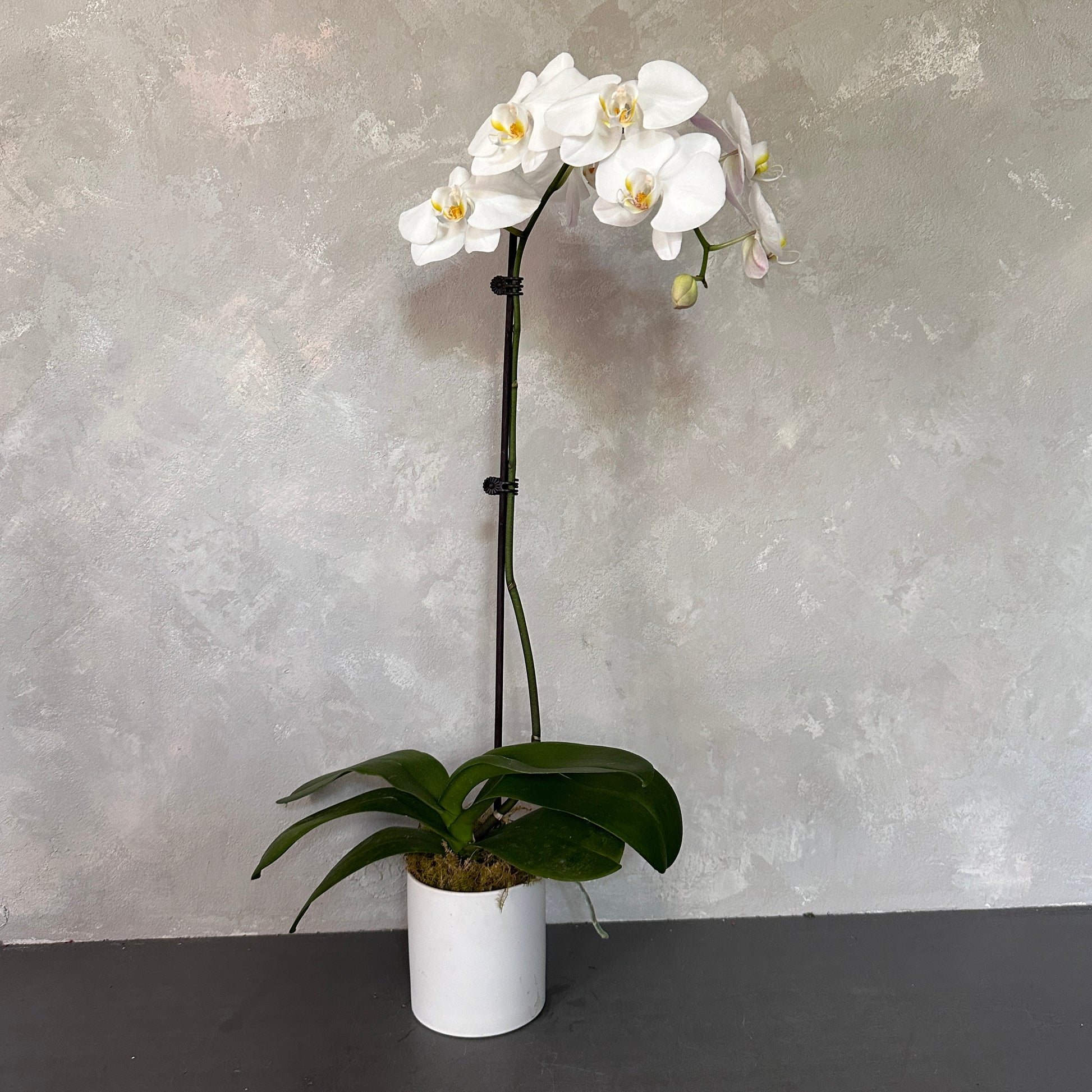 A FlowersonNortonSt Phalaenopsis Orchid, featuring multiple blooms, is beautifully displayed in a white pot. Set against a textured gray wall, its graceful arched stem is supported by a thin stake and complemented by lush green leaves at the base. Thriving in indirect light, it's an ideal elegant gift for any occasion.