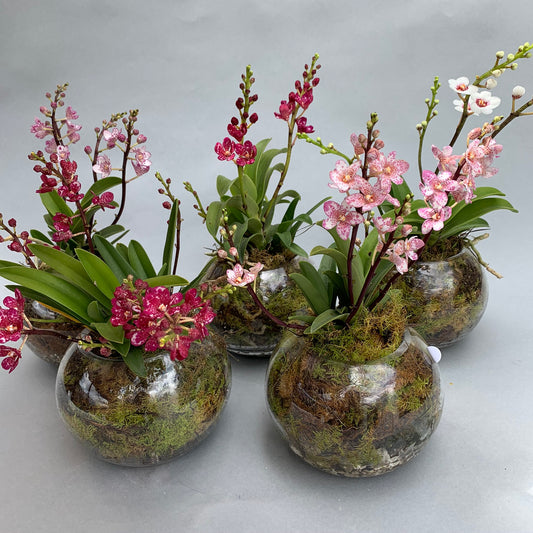 native orchids in bubble vase