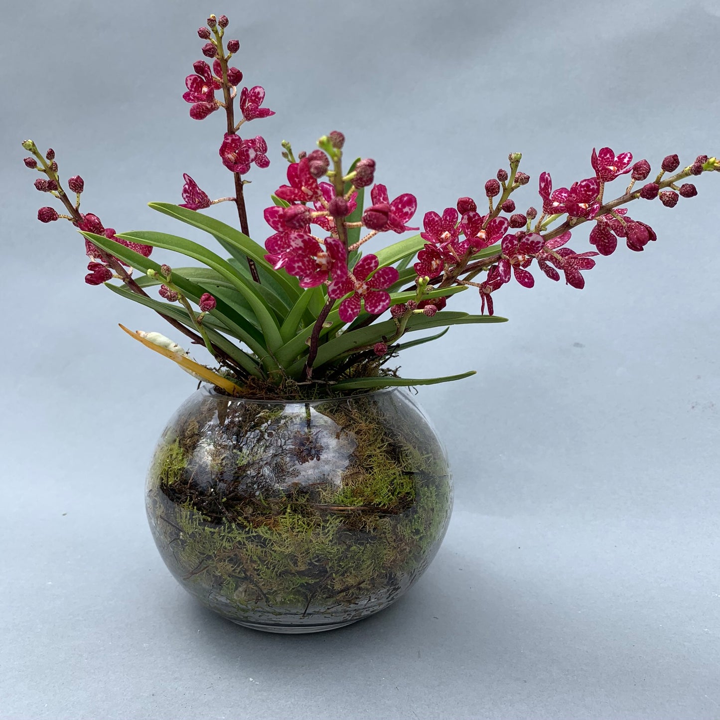 native orchids in bubble vase
