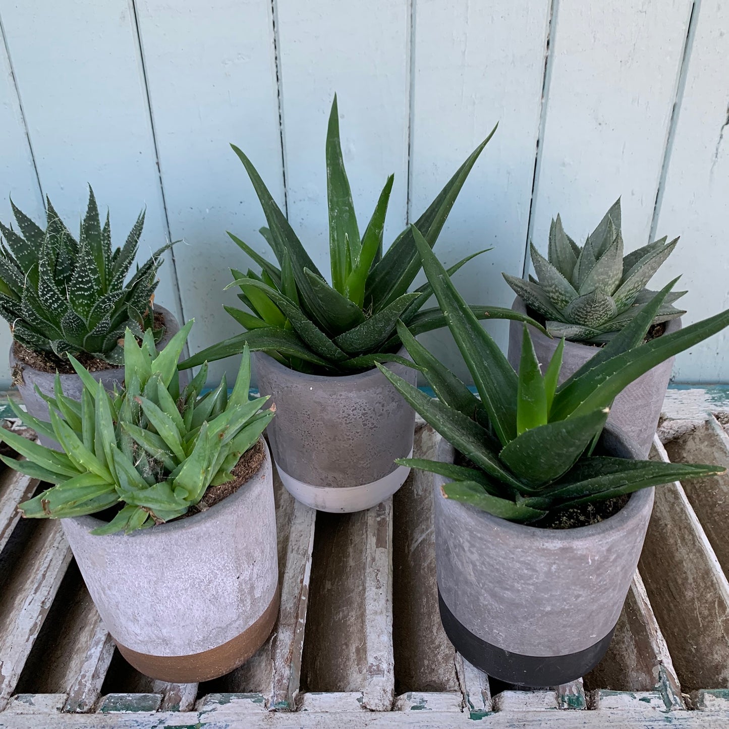 A collection of five Succulents from FlowersonNortonSt, displayed on a wooden surface, offers the perfect touch for indoor or outdoor decor. Housed in gray and beige pots, these succulents feature a spectrum of green hues with an array of leaf shapes and textures. Enhancing this low-maintenance ensemble is a light, rustic wooden wall backdrop.