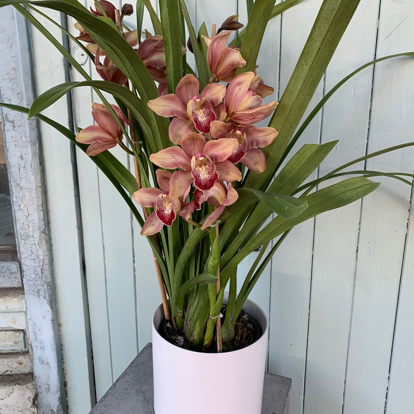 Cymbidium Orchid