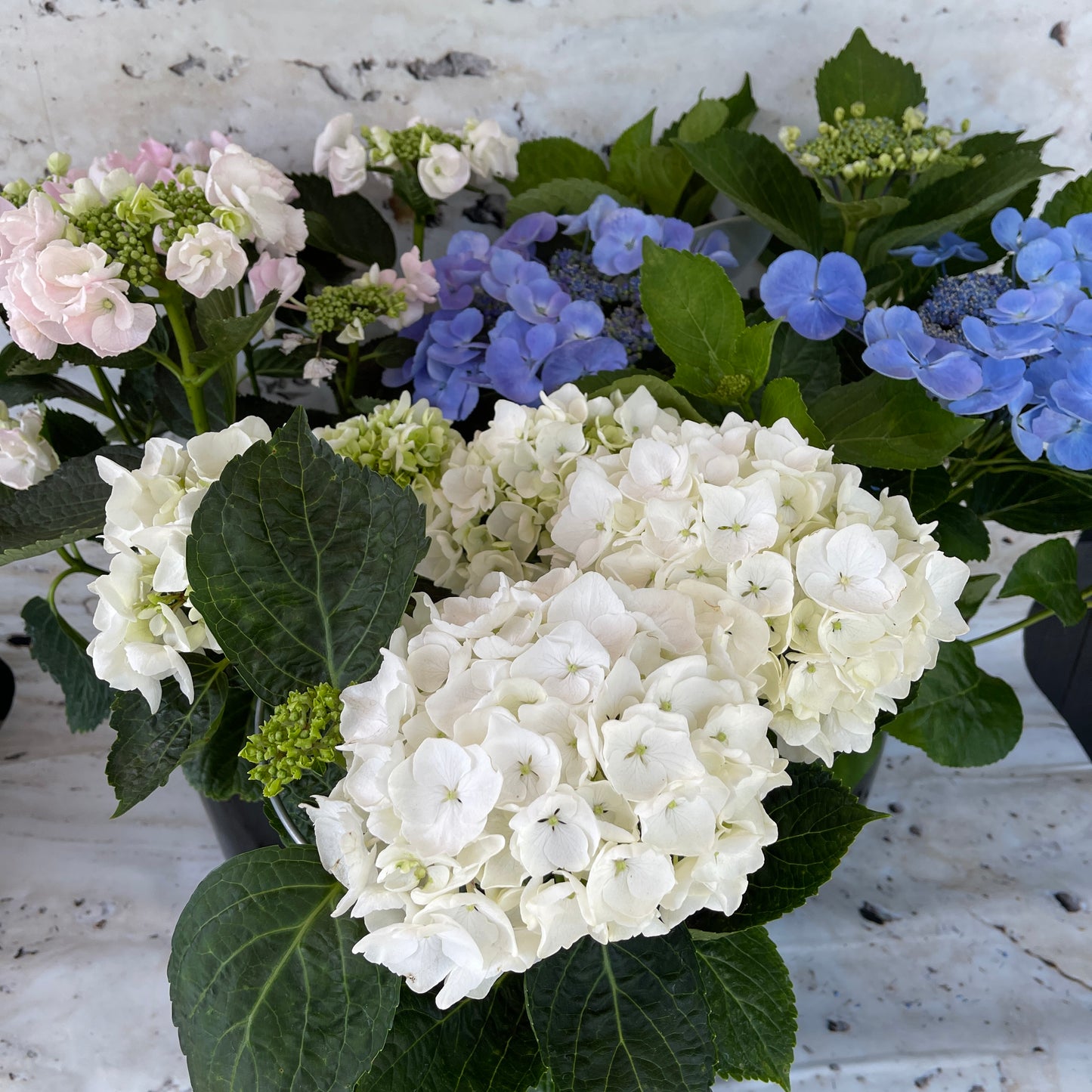 The FlowersonNortonSt Hydrangea Plant, featuring clusters of vibrant blooms in white, pink, and blue accompanied by dark green leaves, is elegantly set against a light marble background. It’s perfect for enhancing the beauty of any indoor or outdoor space.