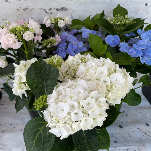 The FlowersonNortonSt Hydrangea Plant, featuring clusters of vibrant blooms in white, pink, and blue accompanied by dark green leaves, is elegantly set against a light marble background. It’s perfect for enhancing the beauty of any indoor or outdoor space.