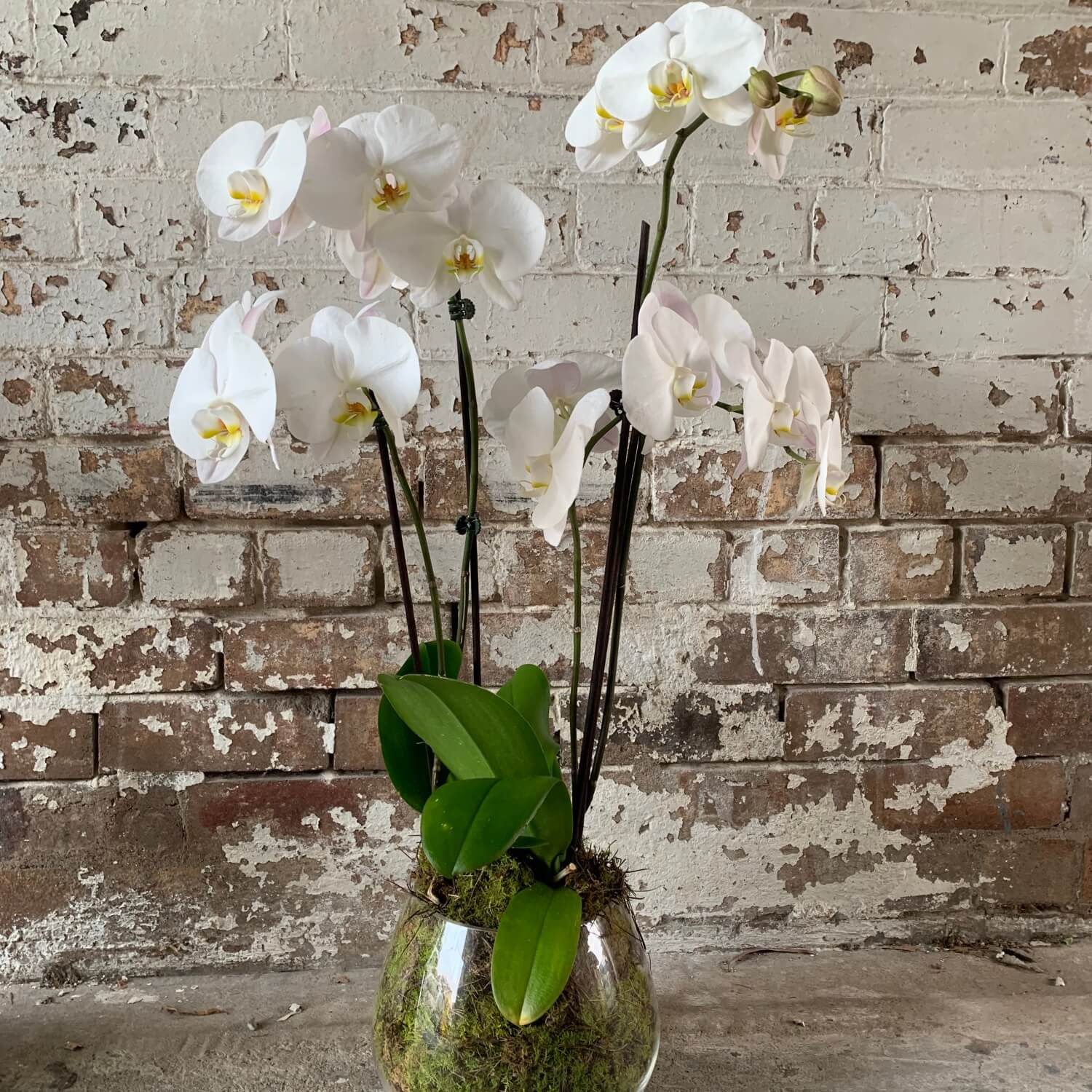 The Phalaenopsis Orchid Deluxe by FlowersonNortonSt beautifully showcases a rich assortment of orchids and green foliage in a glass vase, set against a rustic brick wall. The vivid blooms offer a stunning contrast to the weathered texture of the bricks.