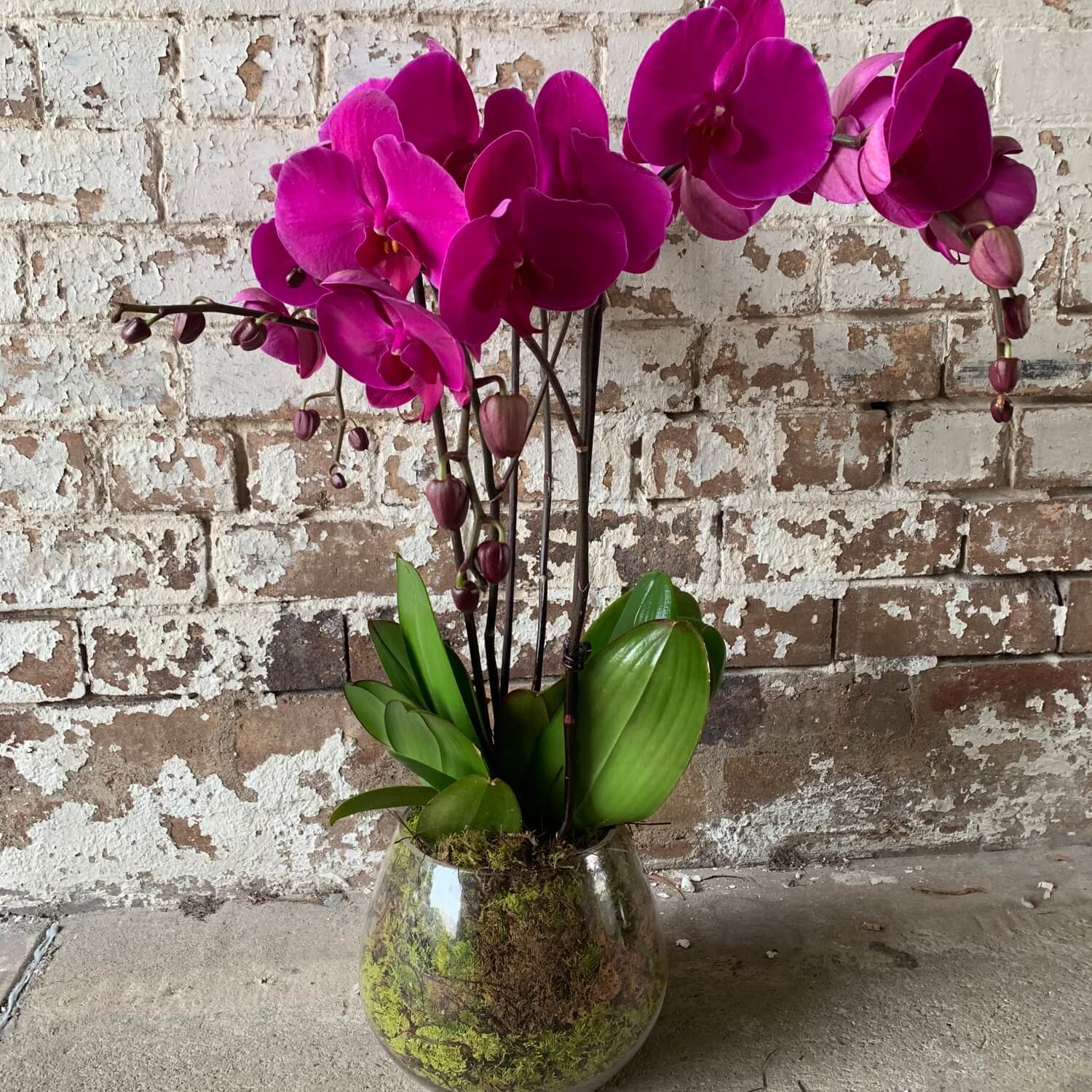 A vibrant Phalaenopsis Orchid Deluxe from FlowersonNortonSt, featuring multiple blooms in a clear, elegant vase filled with moss, positioned against a textured brick wall.