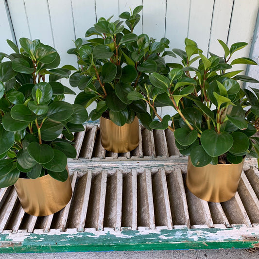 A trio of lush, low-maintenance Peperomia obtusifolia houseplants by FlowersonNortonSt are displayed in gold pots on a rustic, weathered wooden bench. The scene is set against a light-colored wooden wall, infusing any room with freshness and vibrancy.